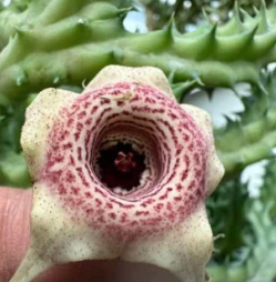 Huernia ‘Strawberry Chips’ 6 Pieces Seeds