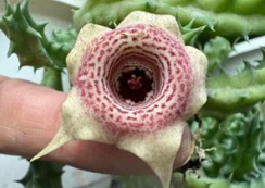 Huernia ‘Strawberry Chips’ 6 Pieces Seeds