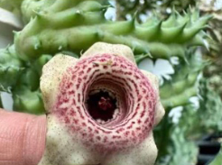 Huernia ‘Strawberry Chips’ 6 Pieces Seeds