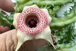 Huernia ‘Strawberry Chips’ 6 Pieces Seeds