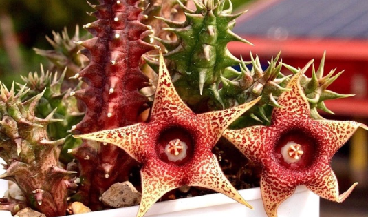 Huernia hybrid Korat star 5 Pieces Seeds