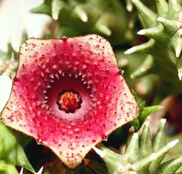 Huernia " Cream Raspberry CL3 " 5 Pieces Seeds