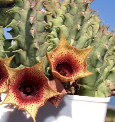 Huernia cv. fruit tea 5 Pieces Seeds