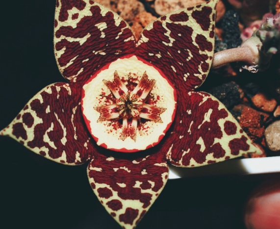 Orbea variegata Red Dapple 5 Pieces Seeds