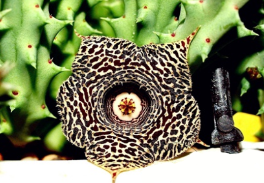 Huernia cv. Leopard Bread 5 Pieces Seeds