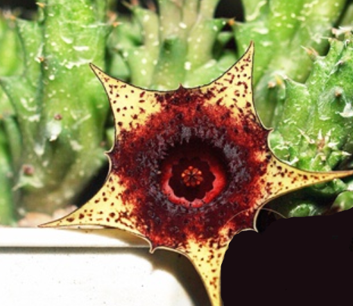 Huernia cv.Starry Blueberry 5 Pieces Seeds