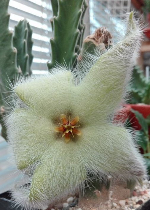 Stapelia desmetiana 5 Pieces Seeds