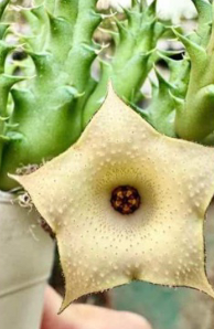 Huernia Lemon Cake 5 Pieces Seeds