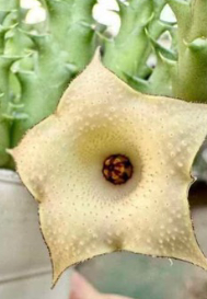 Huernia Lemon Cake 5 Pieces Seeds