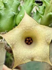 Huernia Lemon Cake 5 Pieces Seeds