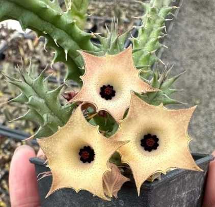 Huernia Pink Moon 5 Pieces Seeds