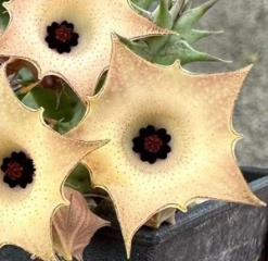 Huernia Pink Moon 5 Pieces Seeds