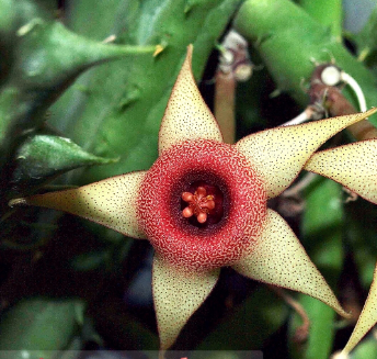 Huernia procumbens x concinna 7 Pieces Seeds