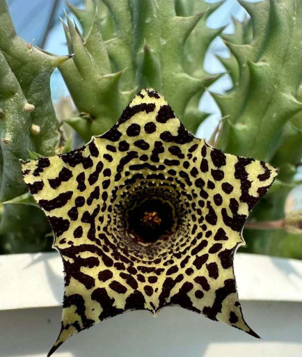 Huernia Linchong 5 Pieces Seeds