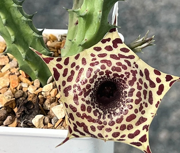 Huernia Linchong 5 Pieces Seeds
