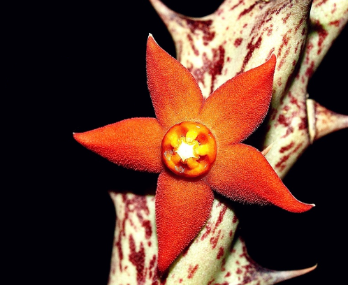 Orbea aurantiaca Orange ( hybr.) 6 Pieces Seeds