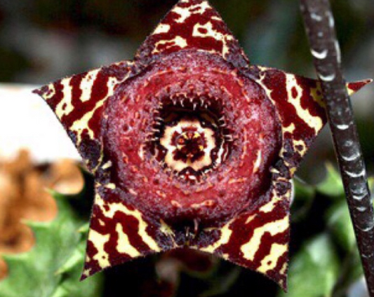 Huernia zebrina Black 5 Pieces Seeds
