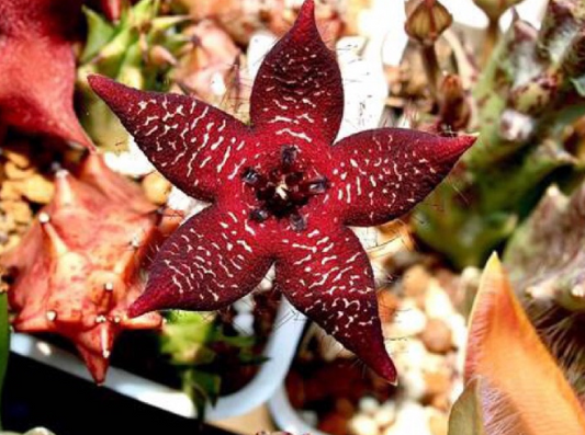 Orbea cv. Starlight 5 Pieces Seeds