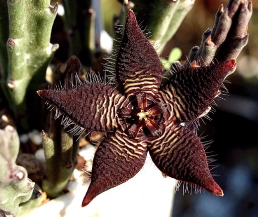 Stapelia Cedrimontana Black 6 Pieces Seeds