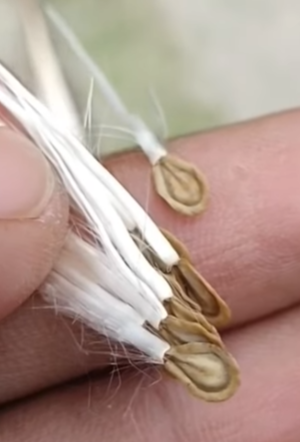 Duvalia Sulcata Hybrid 7 Pieces Seeds