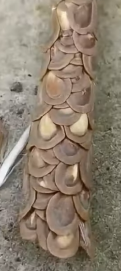 Duvalia Sulcata Hybrid 7 Pieces Seeds