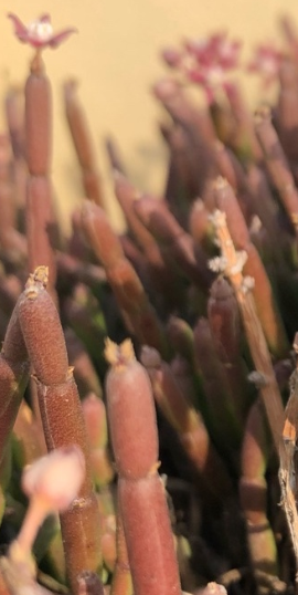 Sarcostemma vanlessenii 6 Pieces Seeds