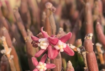 Sarcostemma vanlessenii 6 Pieces Seeds