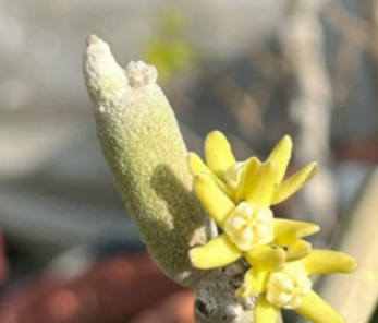 Sarcostemma sp. 6 Pieces Seeds