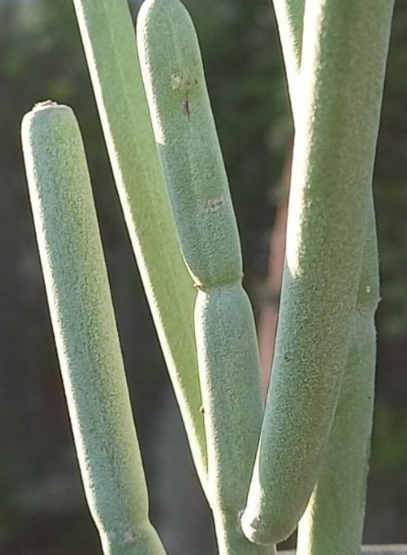 Sarcostemma sp. 6 Pieces Seeds