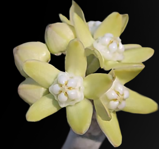 Sarcostemma viminale 6 Pieces Seeds