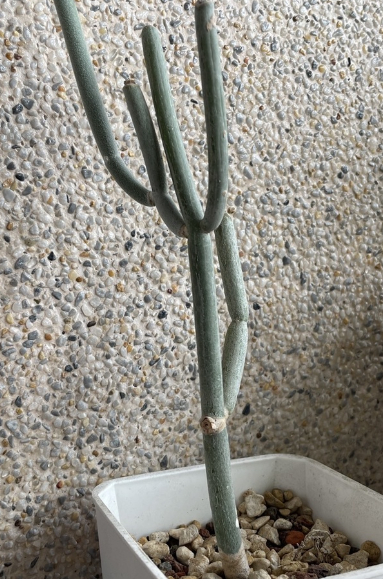 Sarcostemma viminale 6 Pieces Seeds