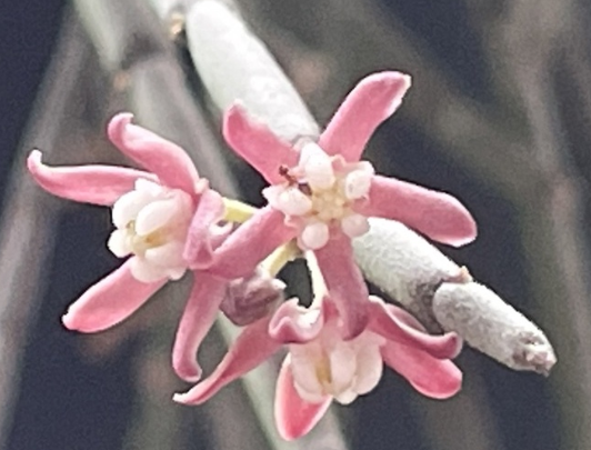 Sarcostemma vanlessenii 6 Pieces Seeds