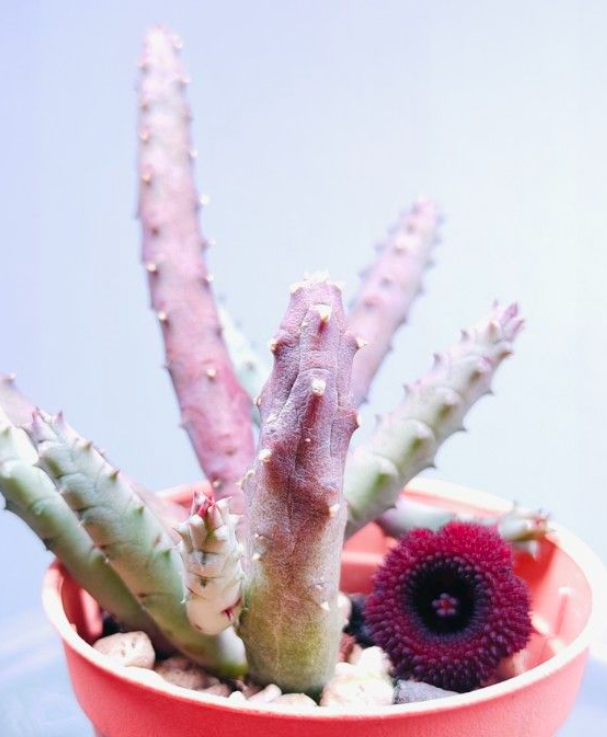 Huernia pandurata 5 Pieces Seeds