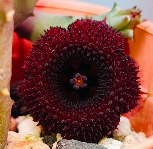 Huernia pandurata 5 Pieces Seeds