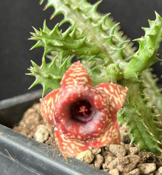 Huernia Warm Love 5 Pieces Seeds
