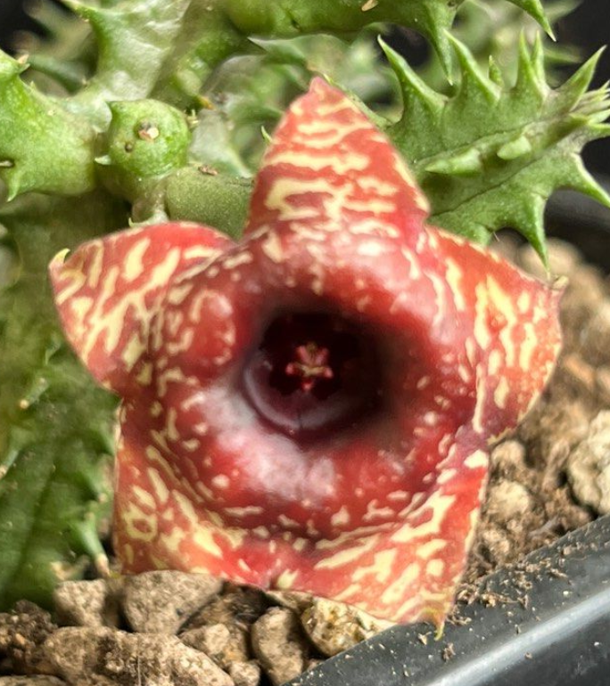 Huernia Warm Love 5 Pieces Seeds