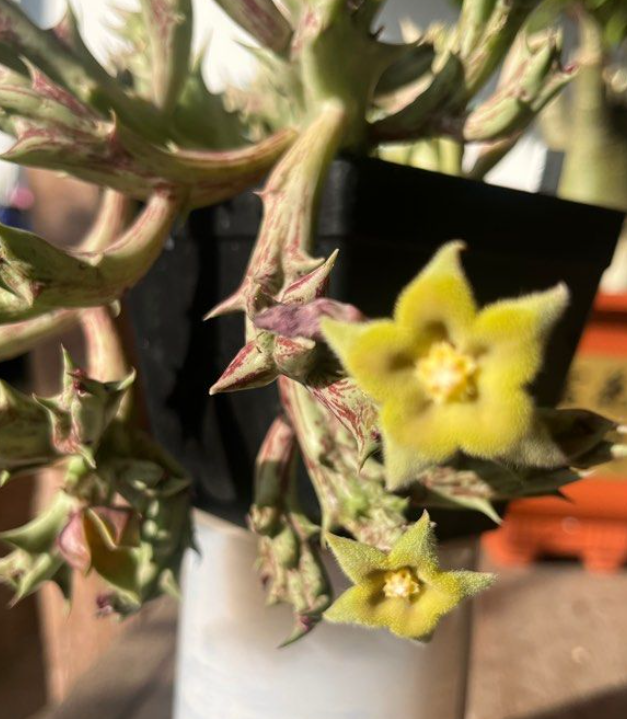 Orbea cv. Today's Joy 5 Pieces Seeds