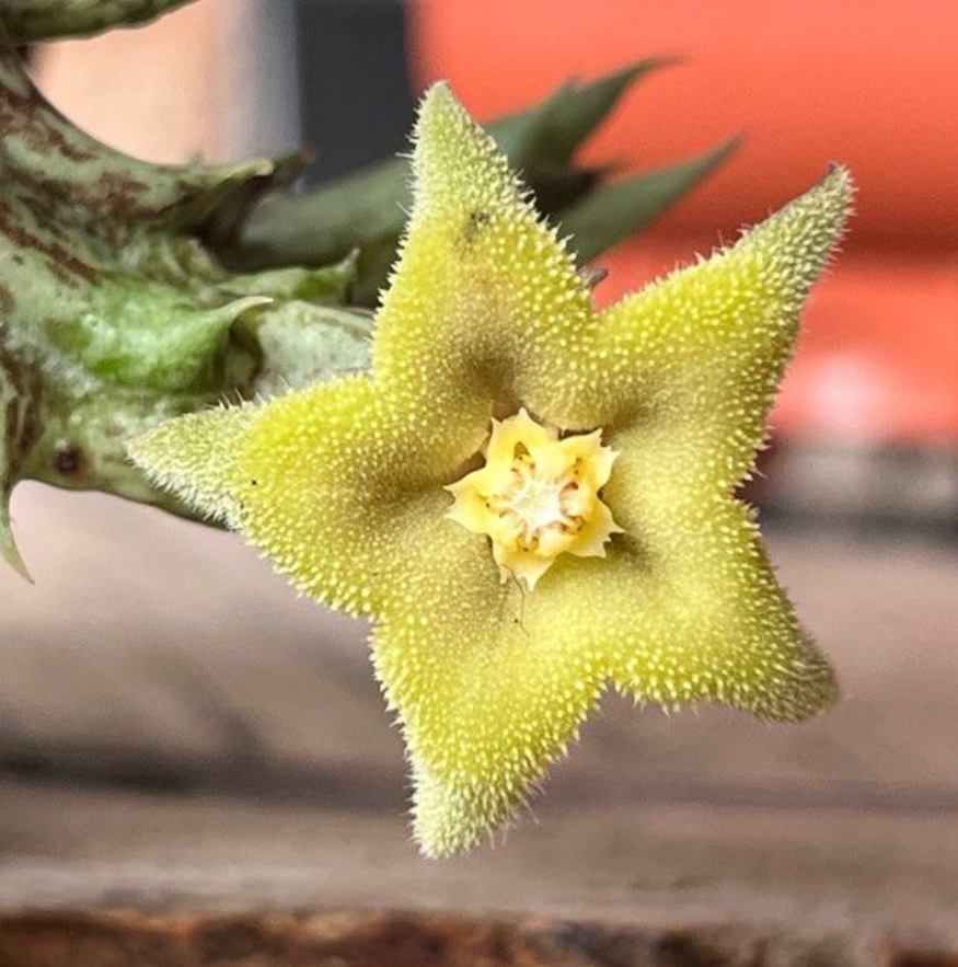 Orbea cv. Today's Joy 5 Pieces Seeds
