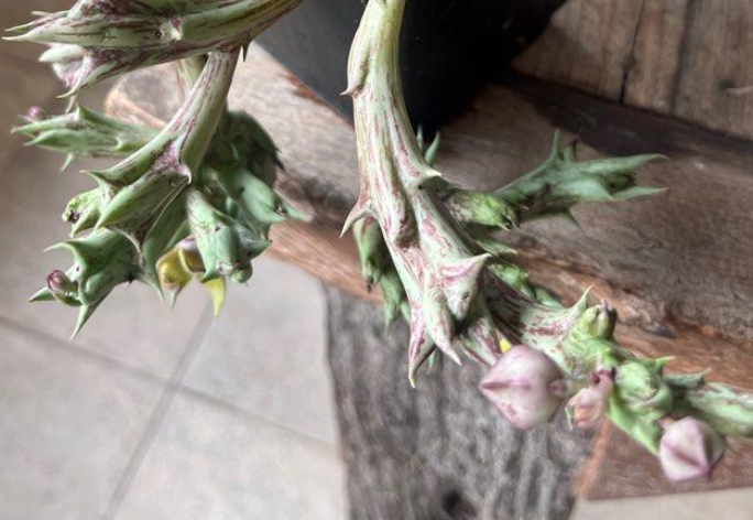 Orbea cv. Today's Joy 5 Pieces Seeds