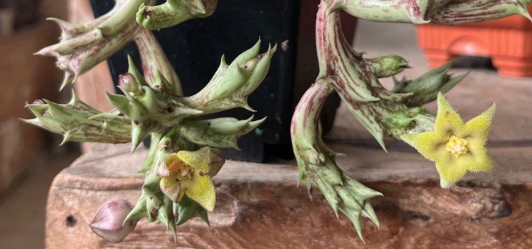 Orbea cv. Today's Joy 5 Pieces Seeds