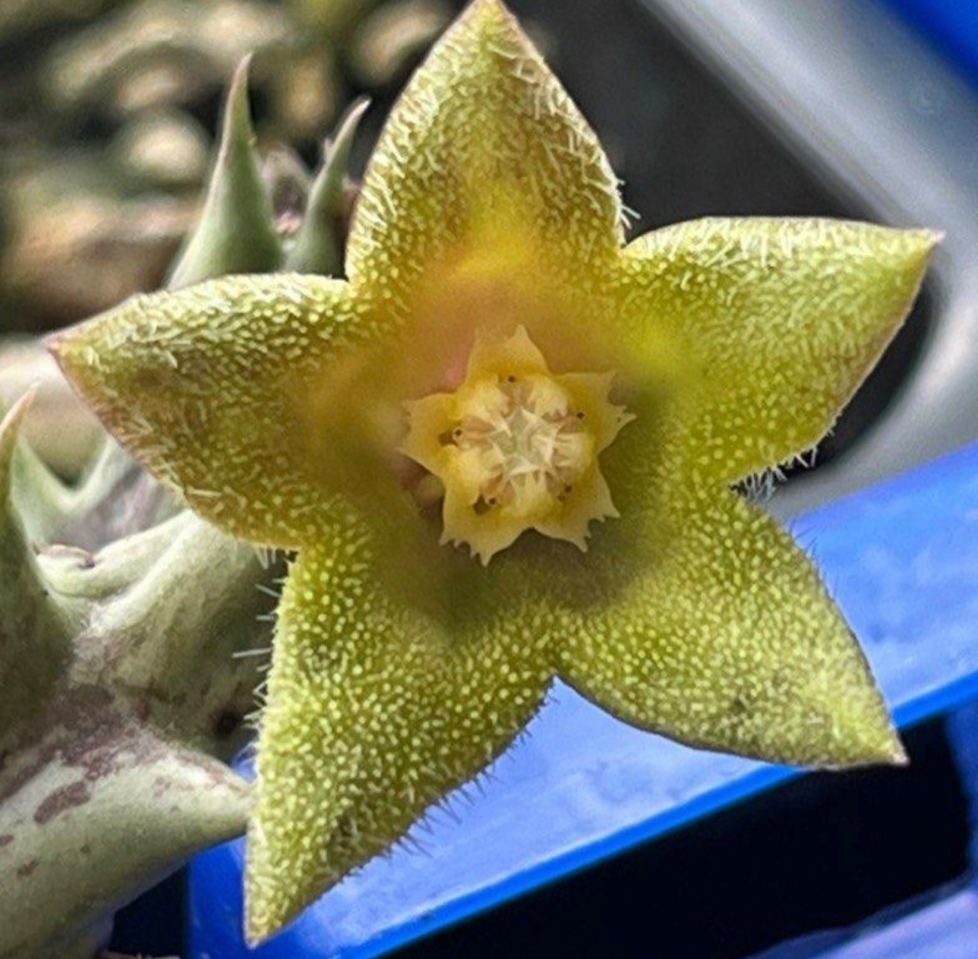 Orbea cv. Today's Joy 5 Pieces Seeds