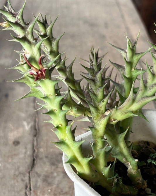 Orbea albocastanea 6 Pieces Seeds