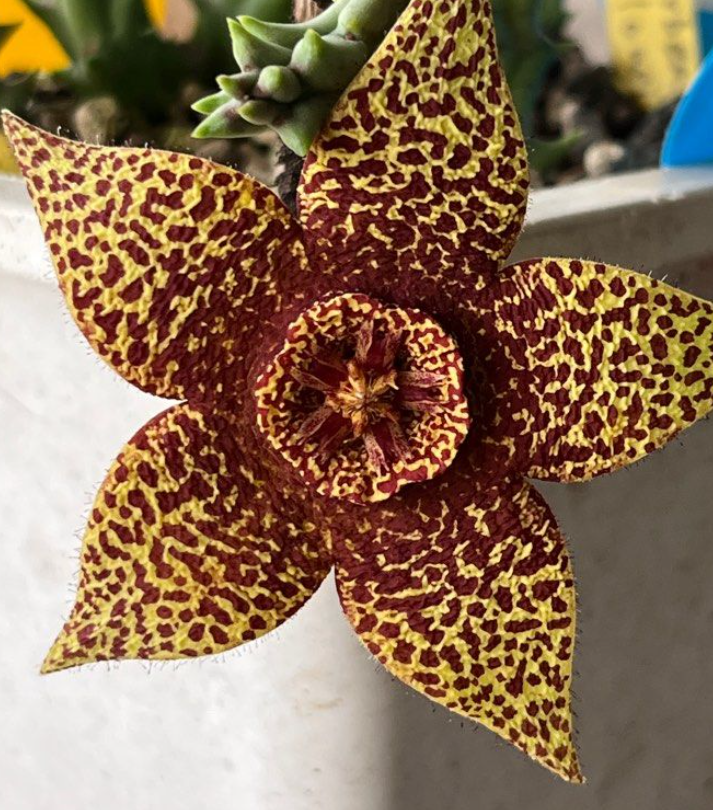 Orbea variegata Rancho Vista 6 Pieces Seeds