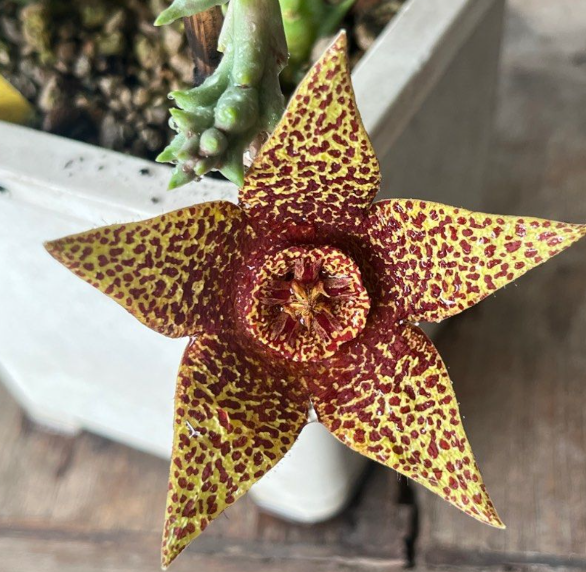 Orbea variegata Rancho Vista 6 Pieces Seeds