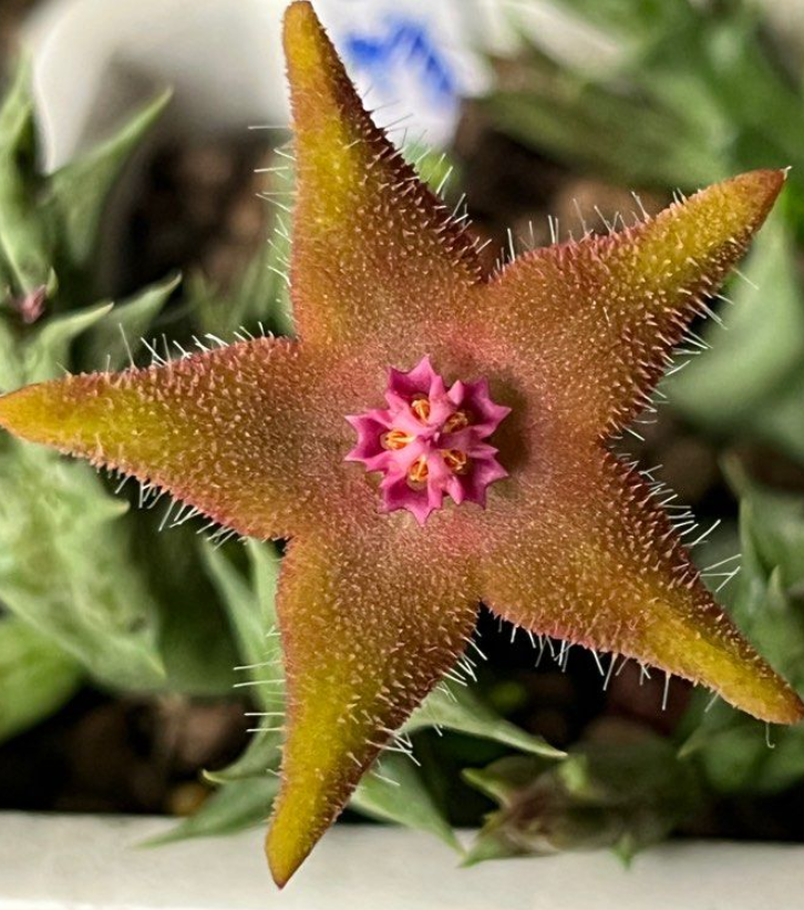 Orbea Cupid 7 Pieces Seeds