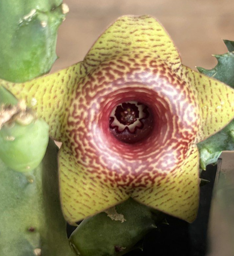 Huernia Venus Ratiles 5 Pieces Seeds