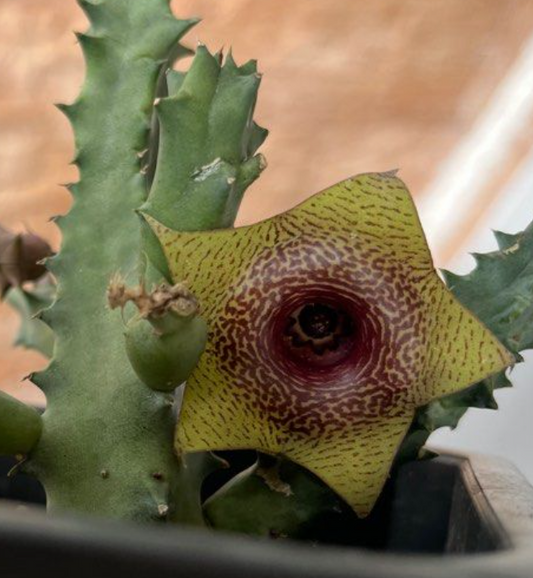 Huernia Venus Ratiles 5 Pieces Seeds