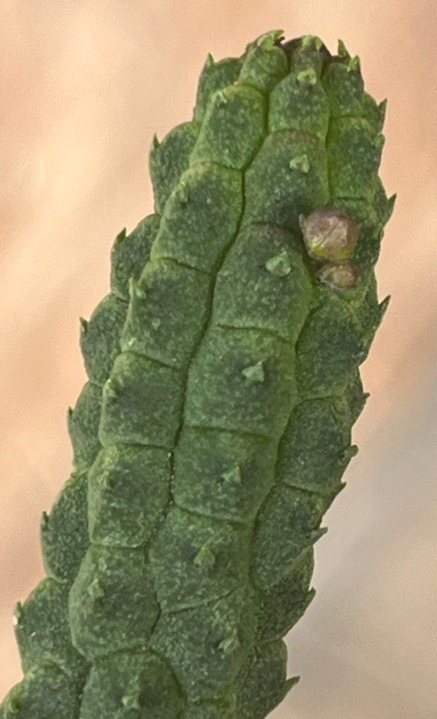 Echidnopsis Cereiformis 5 Pieces Seeds