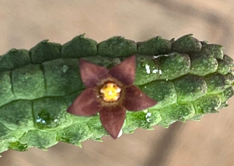 Echidnopsis Cereiformis 5 Pieces Seeds