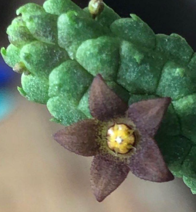 Echidnopsis Cereiformis 5 Pieces Seeds